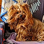 dog, long_hair, fluffy, brown, pet, indoor, chair, towel, curious, fur, nose, animal, home, cozy, relaxed, seated, portrait, cute, companion, domestic