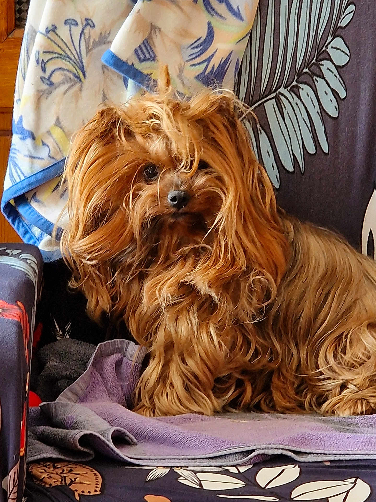 Jewel participe au concours pour gagner de l'argent avec cette photo : dog, long_hair, fluffy, brown, pet, indoor, chair, towel, curious, fur, nose, animal, home, cozy, relaxed, seated, portrait, cute, companion, domestic