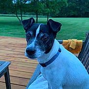 Bandit joined the competition — help win amazing prizes! animal, blanket, calm, canine, closeup, collar, daylight, deck, dog, grass, greenery, nature, outdoor, pet, portrait, quiet, sideview, sitting, trees, wood