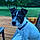 Bandit