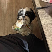 Oreo joined the competition — help win amazing prizes! begging, chewing, collar, cute, dog, eyes, furniture, hardwood_floor, indoor, jacket, looking_up, paw, person_leg, pet, shih_tzu, shoe, slipper, small_dog, table, whiskers