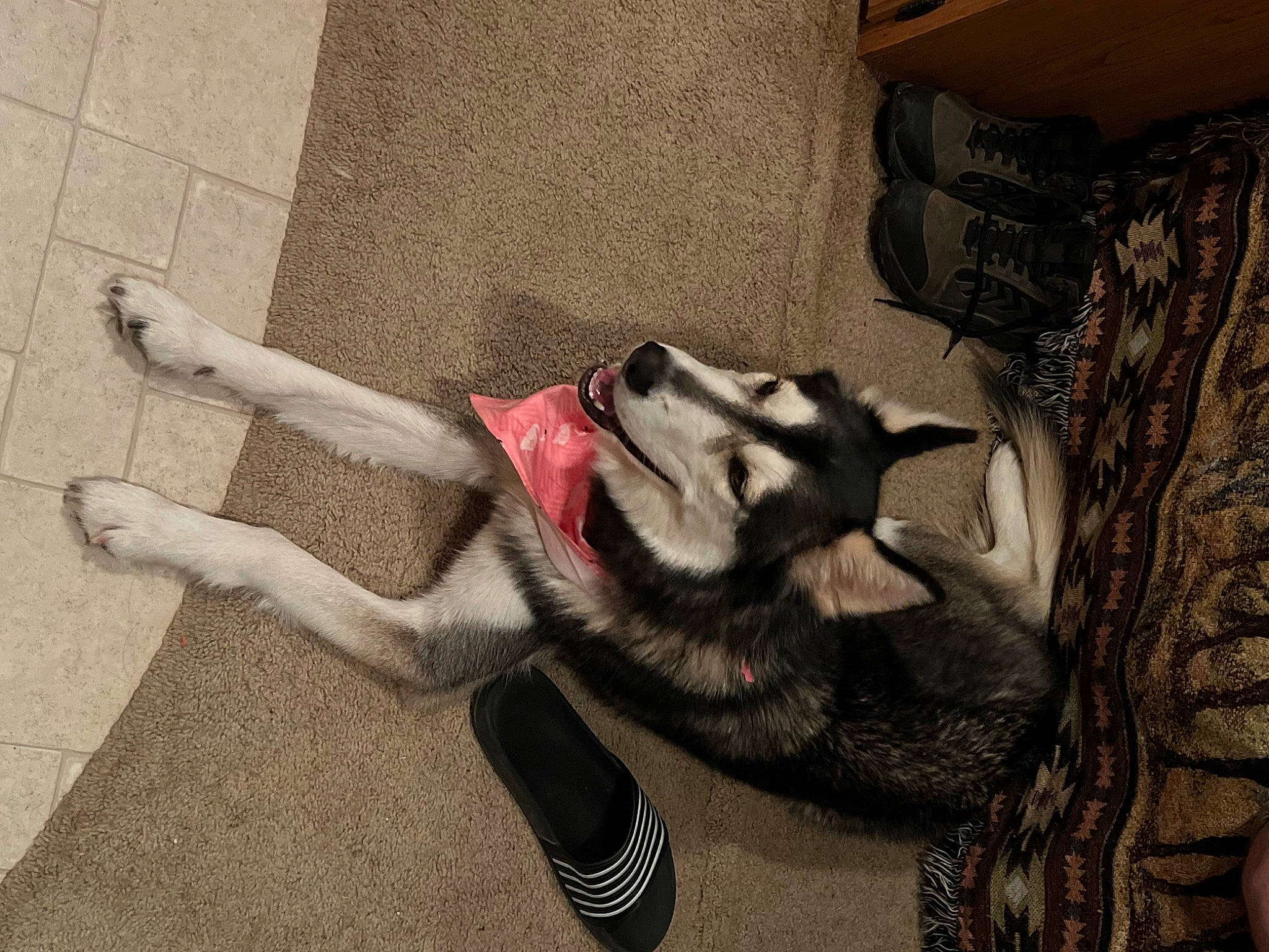 Raya is registered to the contest to win money with this photo: carmine, carnivore, comfort, companion_dog, dog, dog_breed, fawn, felidae, floor, flooring, foot, fur, gesture, grey, human_leg, paw, small_to_medium_sized_cats, snout, tail, whiskers