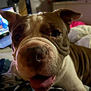 Harleyrose is registered to the contest to win money with this photo: animal, background, bed, blanket, bulldog, canine, close_up, cozy, dog, ears, face, furry, indoor, laptop, pet, resting, snout, soft_light, technology, tongue_out