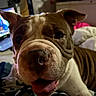 animal, background, bed, blanket, bulldog, canine, close_up, cozy, dog, ears, face, furry, indoor, laptop, pet, resting, snout, soft_light, technology, tongue_out