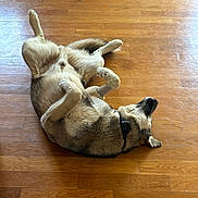 Whiskey Biskey is registered to the contest to win money with this photo: dog, wooden_floor, indoor, relaxed, pet, fur, collar, lying_down, belly_up, playful, animal, canine, paws, ears, flooring, domestic, companion, resting, cute, home