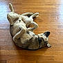 dog, wooden_floor, indoor, relaxed, pet, fur, collar, lying_down, belly_up, playful, animal, canine, paws, ears, flooring, domestic, companion, resting, cute, home