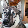 Whiskey Biskey is registered to the contest to win money with this photo: dog, blue_eyes, close_up, indoor, portrait, pet, canine, fur, ears, snout, nose, animal, home, living_room, wooden_decor, clock, furniture, domestic, expression, face