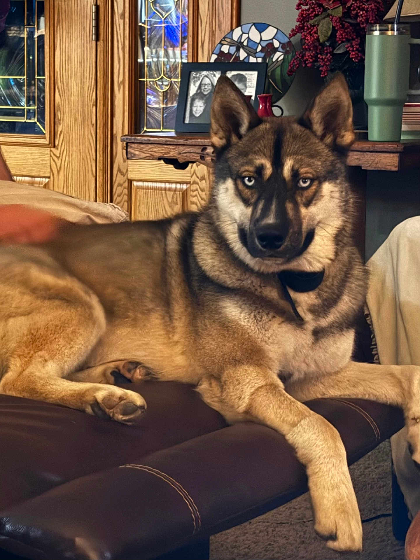 Whiskey Biskey is registered to the contest to win money with this photo: dog, animal, pet, lounge, leather, ottoman, living_room, wooden_cabinet, family_photo, decor, carpet, relaxation, fur, canine, ears, paw, portrait, indoor, home, furniture