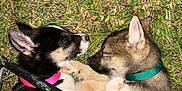 Whiskey Biskey joined the competition — help win amazing prizes! puppy, dog, sleeping, grass, collar, black_dog, brown_dog, outdoor, nature, paw, cute, pet, animal, young, resting, snuggling, fur, ears, nose, shoe