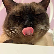Milo participe au concours pour gagner de l'argent avec cette photo : cat, siamese_cat, tongue_out, close_up, whiskers, ears, fur, pet, animal, face, cute, funny, indoor, muzzle, pink_background, white_background, expression, whiskers_visible, feline, playful