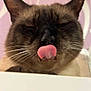 cat, siamese_cat, tongue_out, close_up, whiskers, ears, fur, pet, animal, face, cute, funny, indoor, muzzle, pink_background, white_background, expression, whiskers_visible, feline, playful