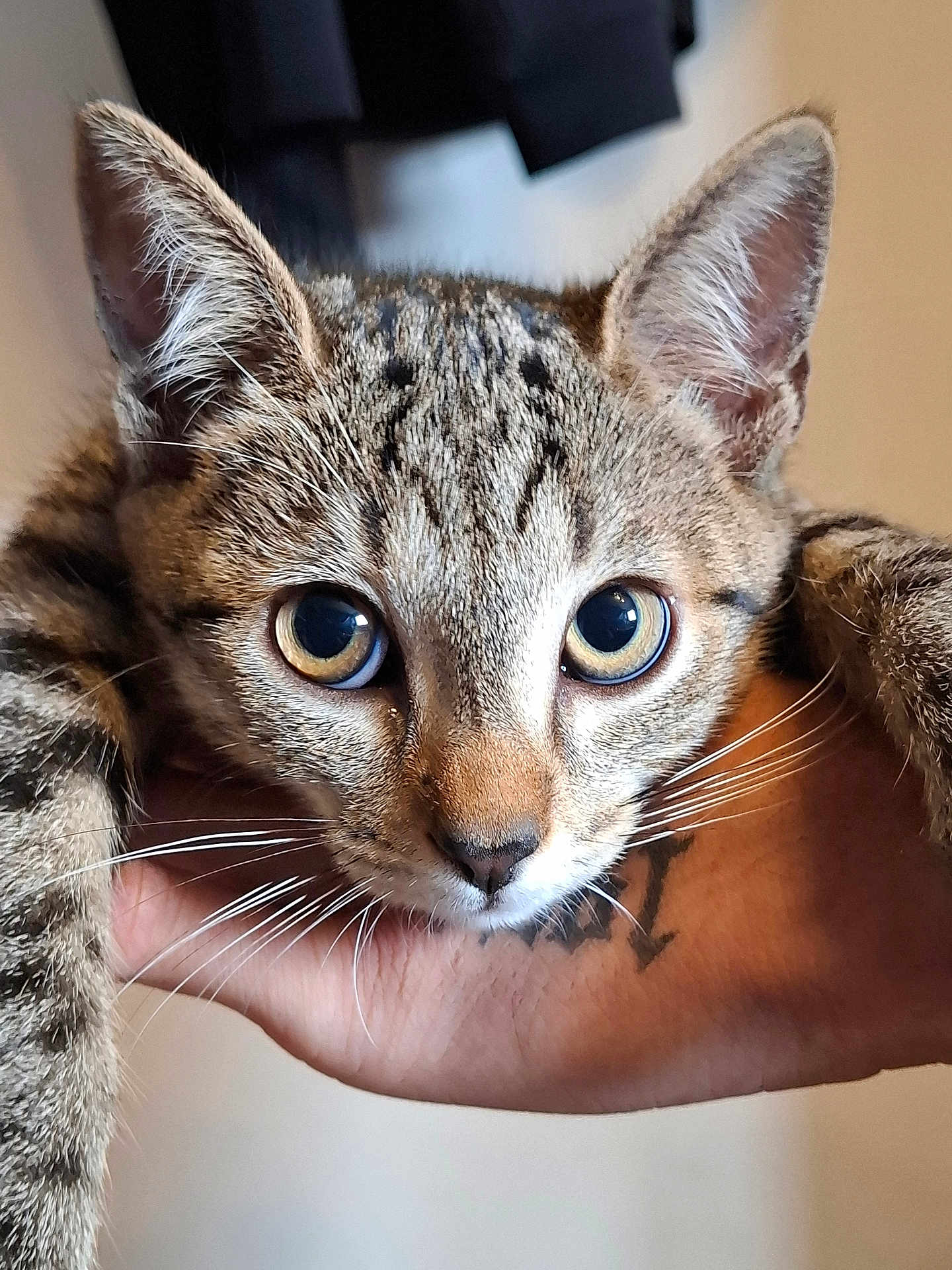 Hermes participe au concours pour gagner de l'argent avec cette photo : cat, tabby, close_up, animal, pet, whiskers, ears, eyes, feline, hand, tattoo, indoor, portrait, curious, young_cat, fur, mammal, cute, domestic_animal, resting