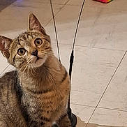 Hermes a rejoint le concours — aidez-le/la à gagner de superbes lots ! kitten, cat, tabby, indoor, floor, tile, toy, colorful, fuzzy, curious, pet, animal, whiskers, ears, playful, domestic, young, sitting, head_tilt, wide_eyes