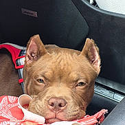 Kofi Taylor is registered to the contest to win money with this photo: animal, bag, bose_speaker, brown_dog, canine, car_interior, close_up, dog, domestic_animal, ear, fabric, fur, indoor, nose, pet, relaxed, resting, seat, sleepy, zipper