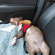 Kofi Taylor joined the competition — help win amazing prizes! puppy, dog, sleeping, red_harness, car_interior, seat, seatbelt, blanket, fur, paw, sunlight, resting, pet, cute, relaxation, canine, young_dog, portrait, animal, domestic_animal