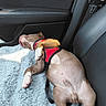 puppy, dog, sleeping, red_harness, car_interior, seat, seatbelt, blanket, fur, paw, sunlight, resting, pet, cute, relaxation, canine, young_dog, portrait, animal, domestic_animal