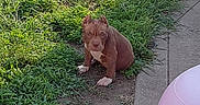 Kofi Taylor is registered to the contest to win money with this photo: animal, brown_dog, canine, curious, dog, domestic_animal, ears, grass, greenery, ground, nature, outdoor, paw, pet, puppy, sidewalk, sitting, small_dog, sunlight, young_dog