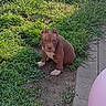 Kofi Taylor is registered to the contest to win money with this photo: puppy, dog, brown_dog, grass, outdoor, nature, pet, young_dog, animal, canine, sunlight, sidewalk, curious, sitting, paw, ears, ground, small_dog, domestic_animal, greenery