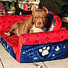 Kofi Taylor is registered to the contest to win money with this photo: dog, pet_sofa, red, blue, paw_print, indoor, tile_floor, pantry, canned_food, jars, brown_dog, relaxed, cute, furniture, animal, pet, canine, resting, home, cozy