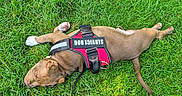 Kofi Taylor is registered to the contest to win money with this photo: dog, puppy, service_dog, harness, grass, outdoor, animal, pet, brown_dog, sleeping, canine, resting, green_grass, young_dog, nature, leash, close_up, summer, peaceful, cute