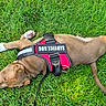 dog, puppy, service_dog, harness, grass, outdoor, animal, pet, brown_dog, sleeping, canine, resting, green_grass, young_dog, nature, leash, close_up, summer, peaceful, cute