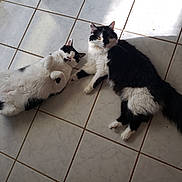 Moo And Chubbs joined the competition — help win amazing prizes! animal, black_and_white, cat, companion, cute, ears, feline, floor, fluffy, fur, indoor, lying_down, pet, relaxed, resting, sunlight, tail, tiled_floor, two_cats, whiskers