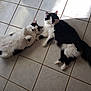 animal, black_and_white, cat, companion, cute, ears, feline, floor, fluffy, fur, indoor, lying_down, pet, relaxed, resting, sunlight, tail, tiled_floor, two_cats, whiskers