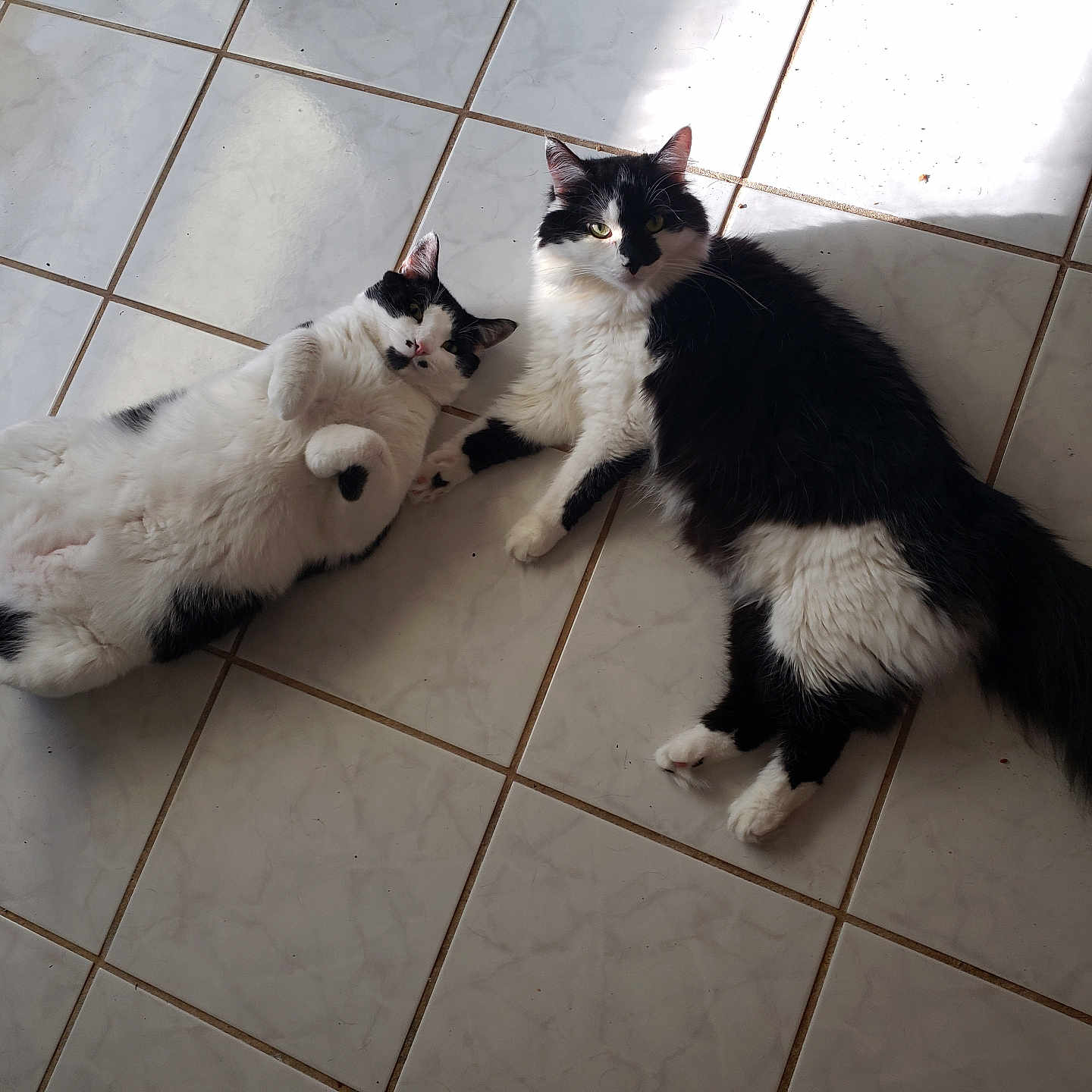 Moo And Chubbs joined the competition — help win amazing prizes! animal, black_and_white, cat, companion, cute, ears, feline, floor, fluffy, fur, indoor, lying_down, pet, relaxed, resting, sunlight, tail, tiled_floor, two_cats, whiskers