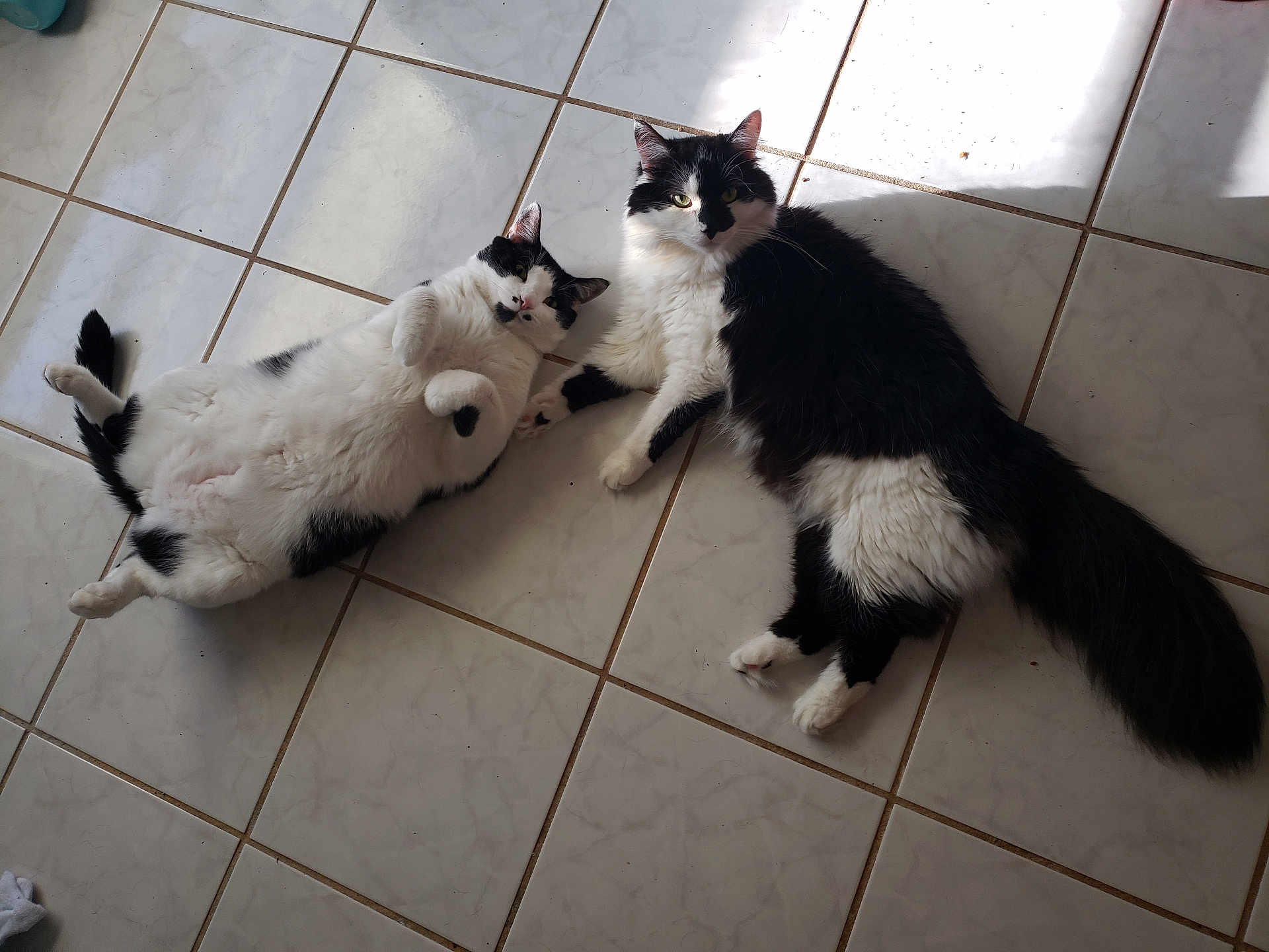 Moo And Chubbs joined the competition — help win amazing prizes! animal, black_and_white, cat, companion, cute, ears, feline, floor, fluffy, fur, indoor, lying_down, pet, relaxed, resting, sunlight, tail, tiled_floor, two_cats, whiskers