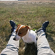 Aria participe au concours pour gagner de l'argent avec cette photo : dog, puppy, jack_russell, white_and_brown, outdoors, field, grass, countryside, trees, nature, sunlight, sitting, pet, companion, animal, person, legs, trousers, shoes, landscape