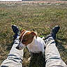dog, puppy, jack_russell, white_and_brown, outdoors, field, grass, countryside, trees, nature, sunlight, sitting, pet, companion, animal, person, legs, trousers, shoes, landscape
