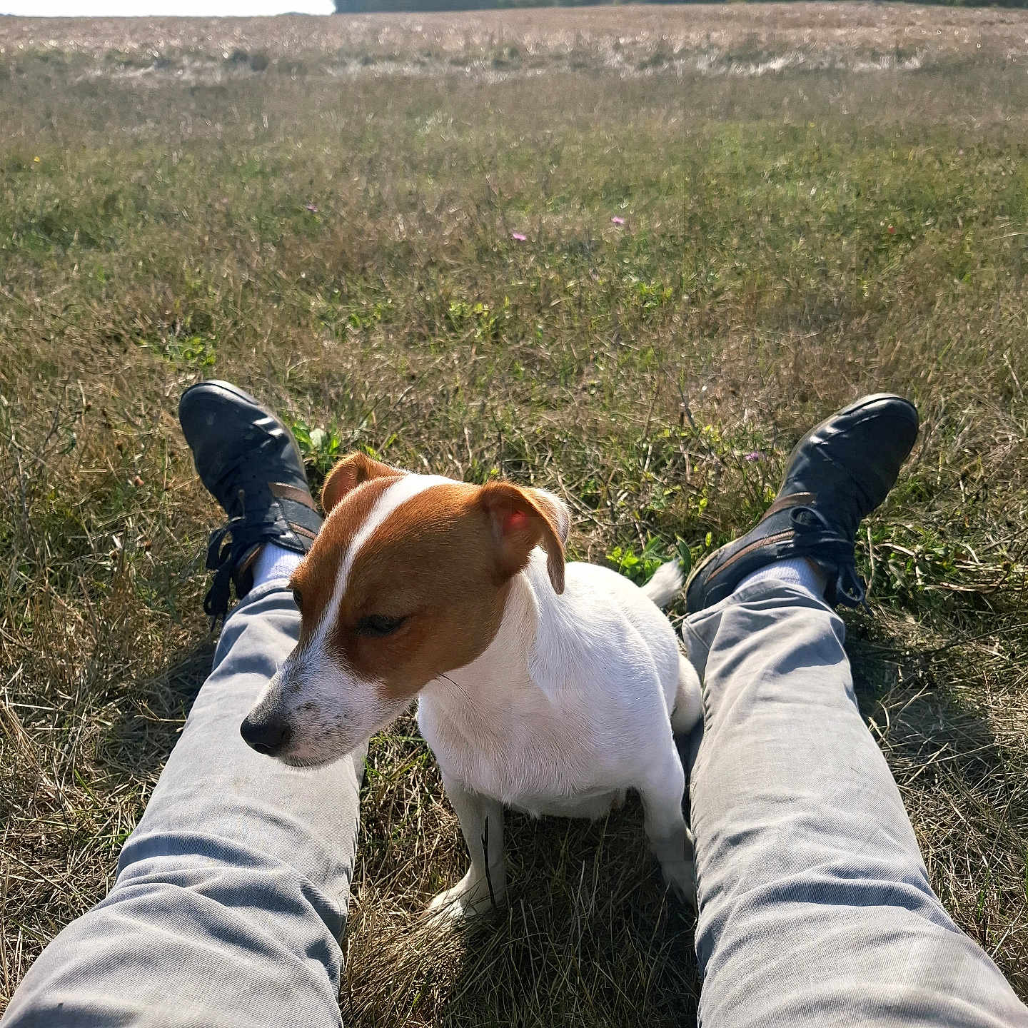 Aria participe au concours pour gagner de l'argent avec cette photo : dog, puppy, jack_russell, white_and_brown, outdoors, field, grass, countryside, trees, nature, sunlight, sitting, pet, companion, animal, person, legs, trousers, shoes, landscape