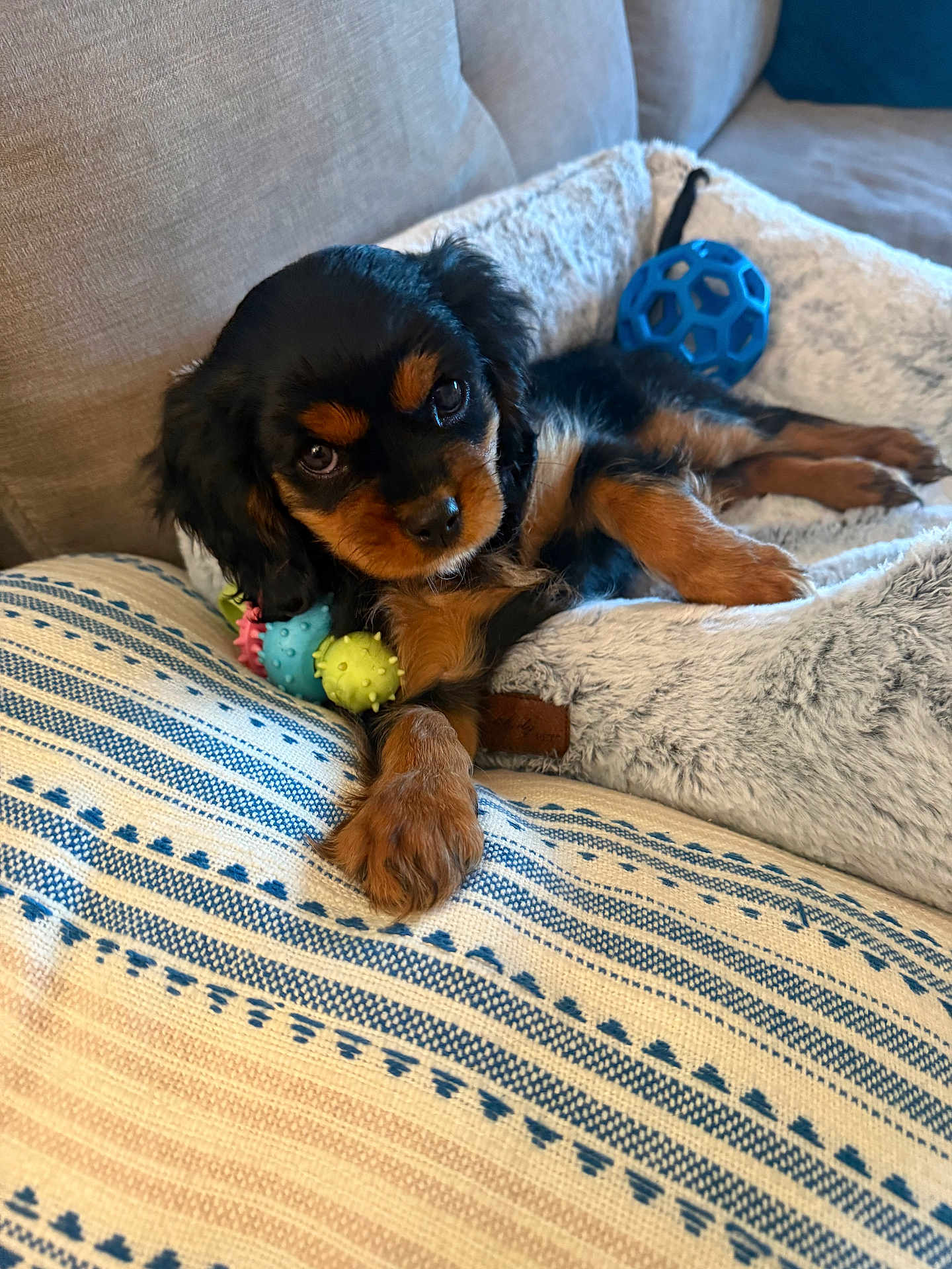 Asher is registered to the contest to win money with this photo: puppy, dog, bed, toy, couch, pillow, black, tan, fur, pet, cute, cozy, indoor, resting, looking, animal, small, soft, comfortable, adorable