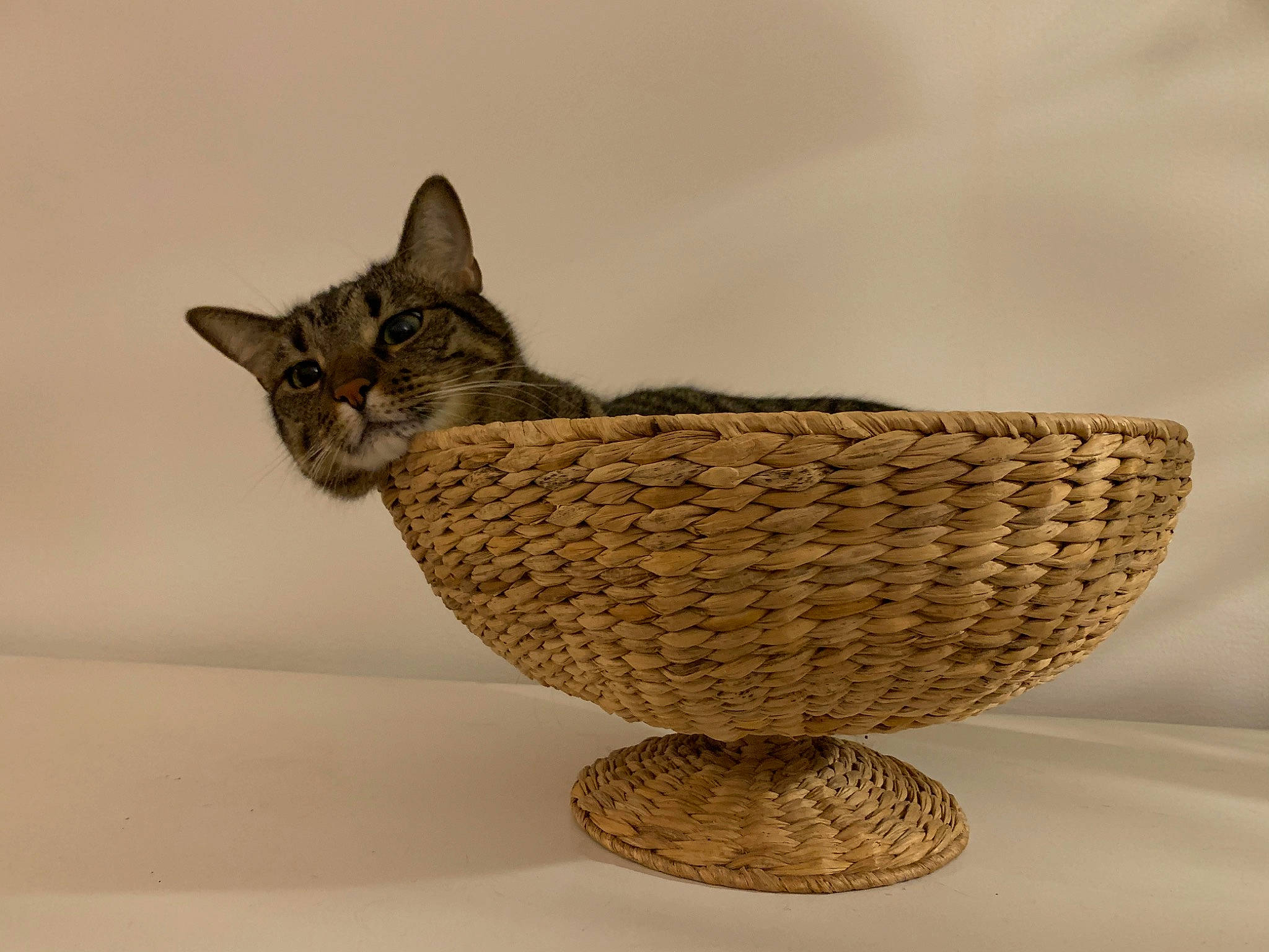 Kiki And Hela joined the competition — help win amazing prizes! art, basket, carnivore, cat, cat_supply, ceramic, fashion_accessory, felidae, metal, outdoor_furniture, pet_supply, sculpture, serveware, small_to_medium_sized_cats, storage_basket, tail, tire, whiskers, wicker, wood