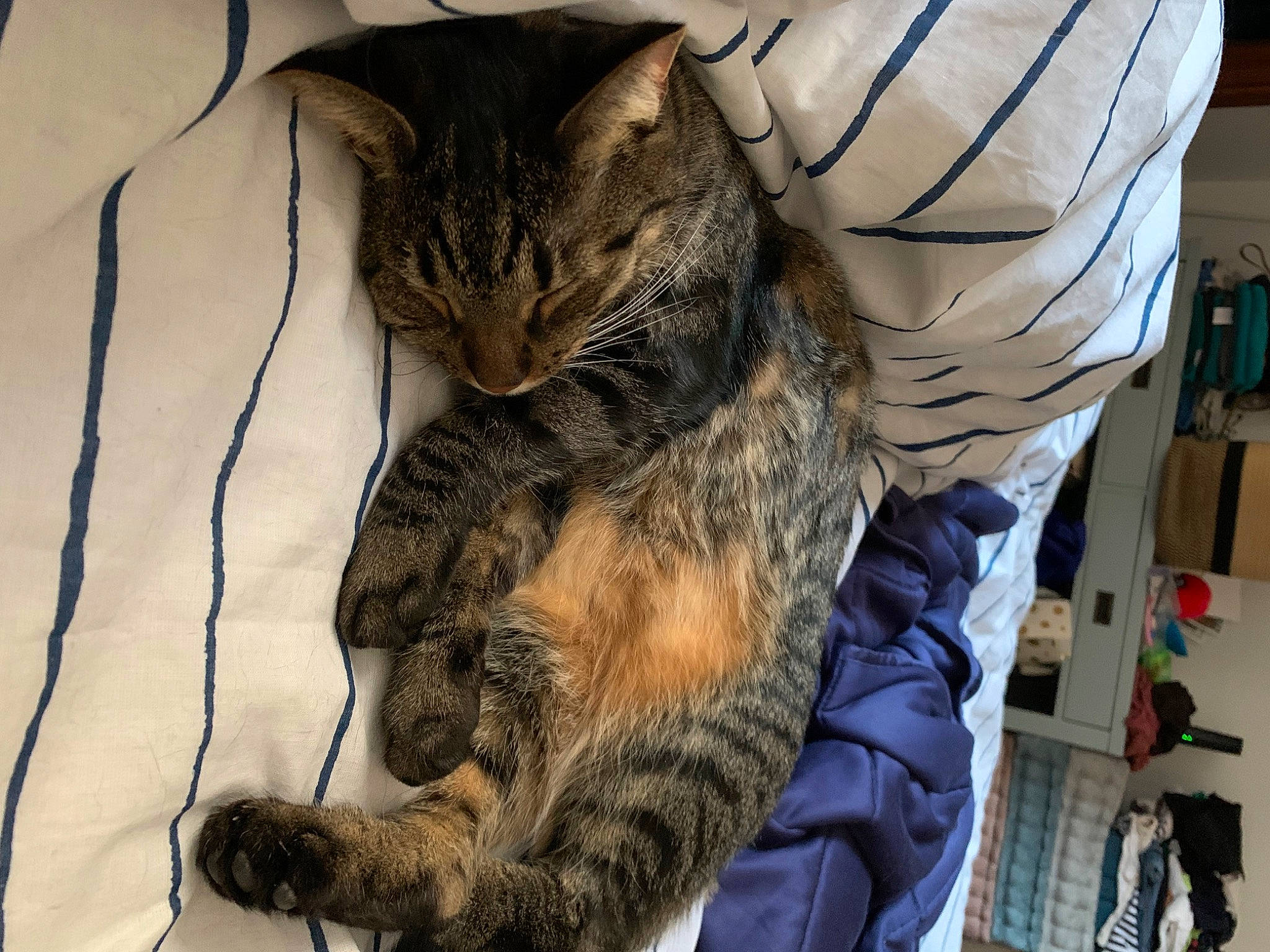 Kiki And Hela is registered to the contest to win money with this photo: carnivore, cat, claw, comfort, domestic_short_haired_cat, felidae, fur, gesture, linens, nap, pattern, paw, sleep, small_to_medium_sized_cats, tail, terrestrial_animal, textile, whiskers