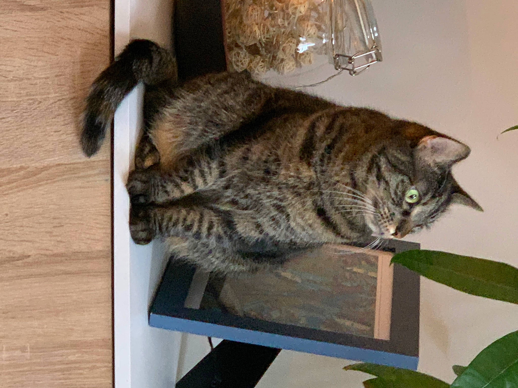 Kiki And Hela joined the competition — help win amazing prizes! carnivore, cat, domestic_short_haired_cat, felidae, fur, plant, small_to_medium_sized_cats, tail, terrestrial_animal, whiskers
