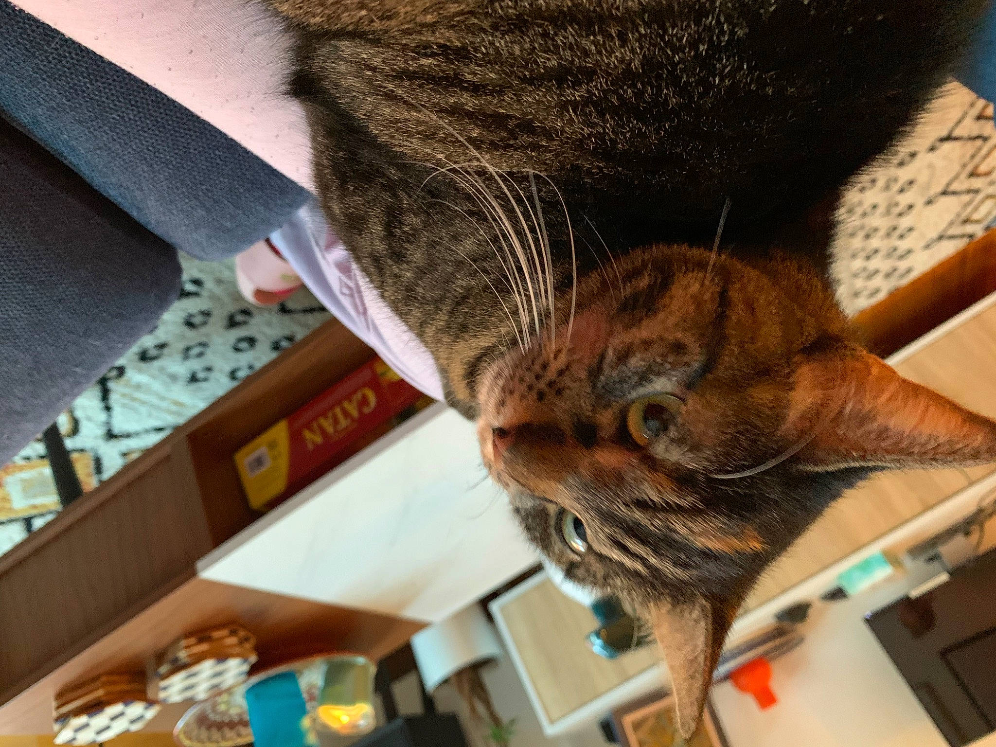 Kiki And Hela joined the competition — help win amazing prizes! carnivore, cat, comfort, domestic_short_haired_cat, ear, felidae, fur, gesture, plant, small_to_medium_sized_cats, snout, tail, tree, whiskers, wood