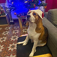 Stella participe au concours pour gagner de l'argent avec cette photo : dog, beagle, santa_hat, chair, christmas_tree, ornaments, holiday_decor, indoor, floor_tiles, couch, festive, pet, animal, brown_and_white, looking_up, wooden_chair, decorations, lights, seasonal, cute