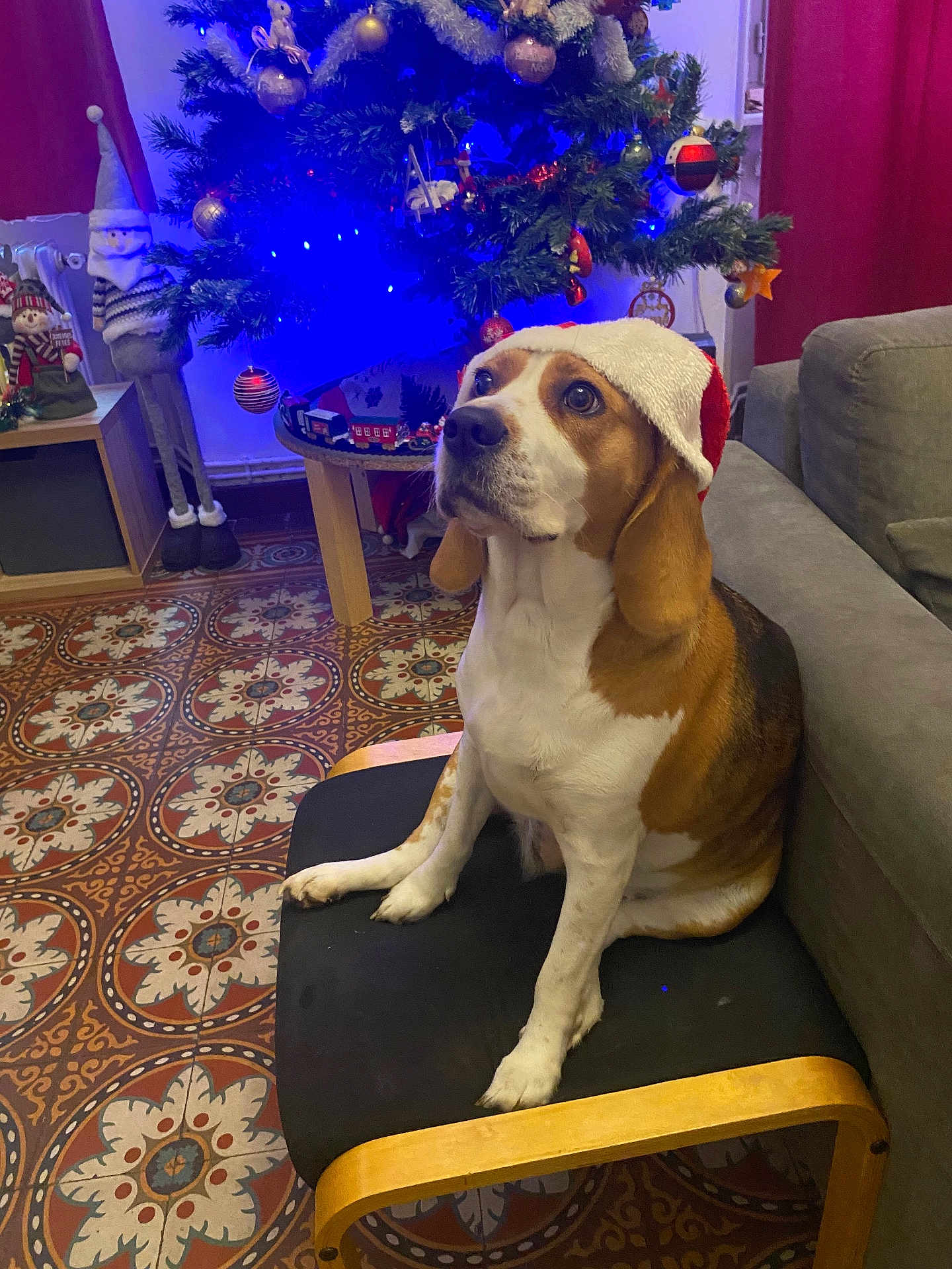 Stella participe au concours pour gagner de l'argent avec cette photo : dog, beagle, santa_hat, chair, christmas_tree, ornaments, holiday_decor, indoor, floor_tiles, couch, festive, pet, animal, brown_and_white, looking_up, wooden_chair, decorations, lights, seasonal, cute
