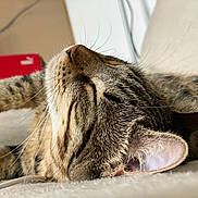 Nala a rejoint le concours — aidez-le/la à gagner de superbes lots ! animal, blurred_background, cat, close_up, cozy, domestic_cat, ear, feline, fur, indoor, mammal, nose, paw, pet, relaxation, resting, sleeping, soft_surface, tabby_cat, whiskers