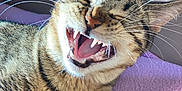 Nala a rejoint le concours — aidez-le/la à gagner de superbes lots ! cat, tabby, yawning, teeth, whiskers, feline, pet, tongue, close_up, portrait, blanket, pink_blanket, indoor, fur, nose, eyes_closed, ear, sleepy, cute, mouth_open