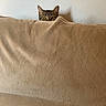 beige, blanket, cat, couch, cozy, curious, ears, eyes, furniture, home, indoor, minimalist, peeking, pet, portrait, soft, tabby_cat, texture, wall, whiskers