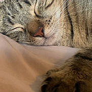 Nala a rejoint le concours — aidez-le/la à gagner de superbes lots ! bed, bedding, cat, close_up, cozy, domestic_cat, fur, indoor, muzzle, nap, nose, paw, pet, portrait, sleeping_cat, soft_texture, tabby_cat, tranquil, whisker_spots, whiskers