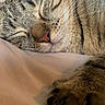 bed, bedding, cat, close_up, cozy, domestic_cat, fur, indoor, muzzle, nap, nose, paw, pet, portrait, sleeping_cat, soft_texture, tabby_cat, tranquil, whisker_spots, whiskers