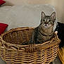 cat, tabby_cat, pet, basket, wicker_basket, sofa, couch, domestic_cat, whiskers, ears, eyes, sitting, indoor, cozy, furniture, blanket, curious, portrait, home, companion