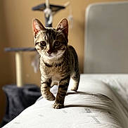 Nala participe au concours pour gagner de l'argent avec cette photo : animal, blurred_background, cat, closeup, couch, cozy, curious, cute, focus, furniture, home, indoor, kitten, pet, playful, portrait, soft_light, tabby, walking, young