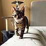 animal, blurred_background, cat, closeup, couch, cozy, curious, cute, focus, furniture, home, indoor, kitten, pet, playful, portrait, soft_light, tabby, walking, young