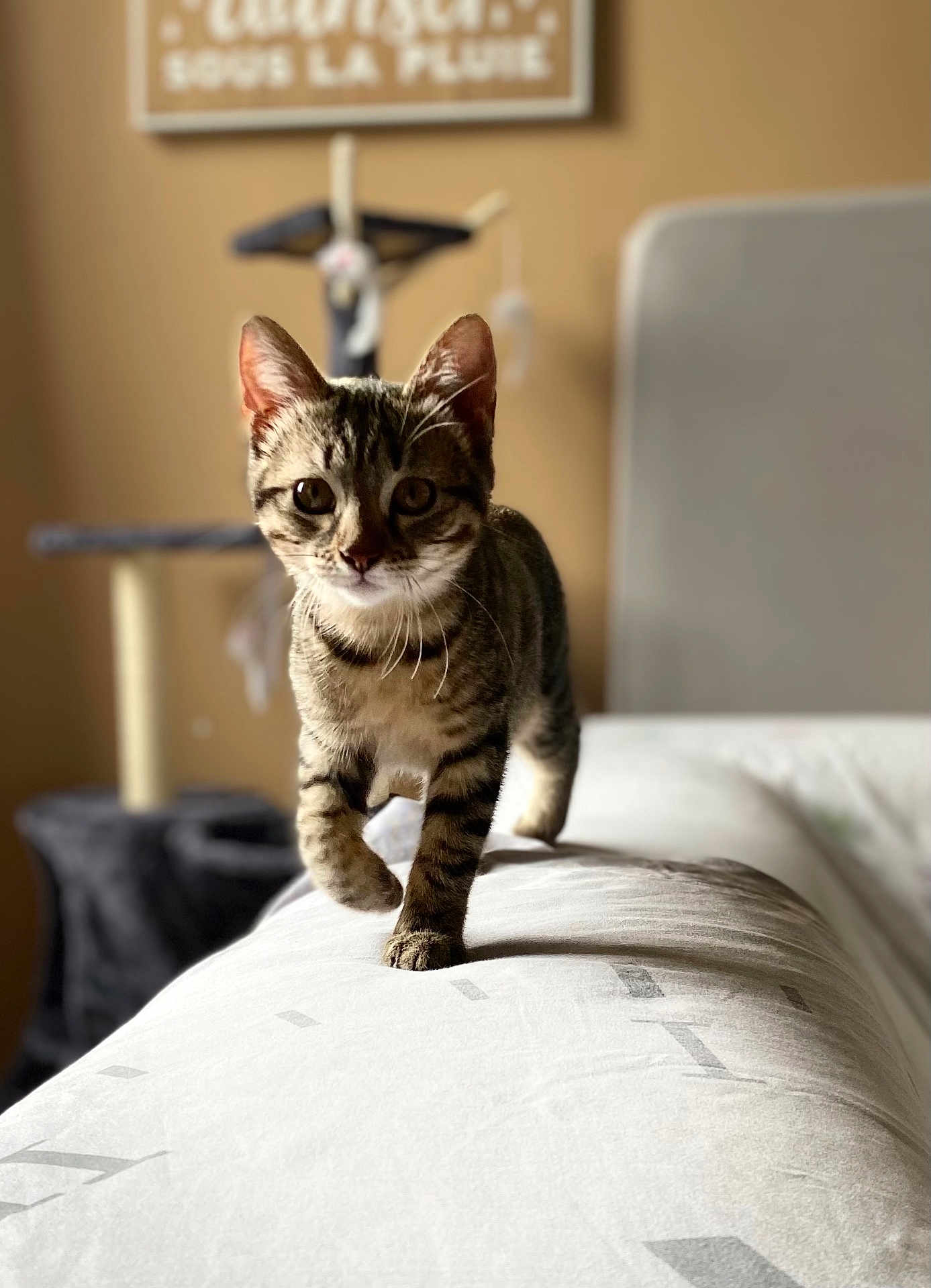 Nala