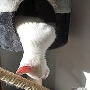 Tichat participe au concours pour gagner de l'argent avec cette photo : animal, cat, cat_condo, cozy, curious, cute, feline, fur, home, indoor, pet, pet_furniture, pink_ear, resting, scratching_post, shadow, soft_light, texture, wall, white_cat