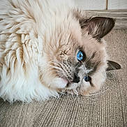 Zéphir participe au concours pour gagner de l'argent avec cette photo : animal, blue_eyes, carpet, cat, close_up, cute, domestic_animal, ears, face, feline, floor, fluffy, indoor, lying_down, mammal, pet, portrait, relaxed, soft_fur, whiskers